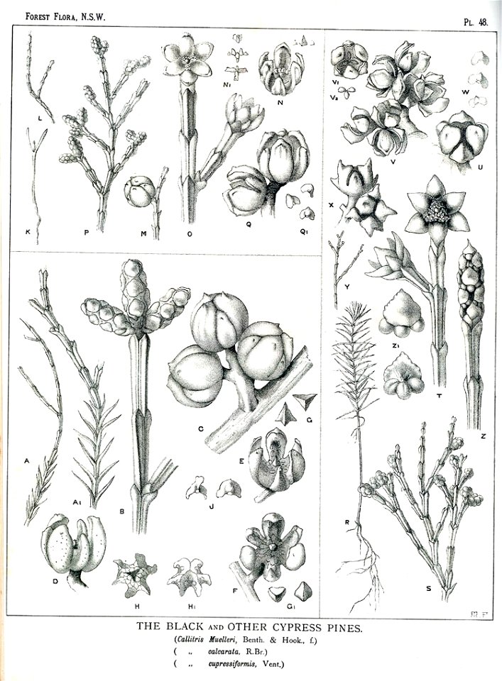 Forest Flora NSW Plate 48 Callitris