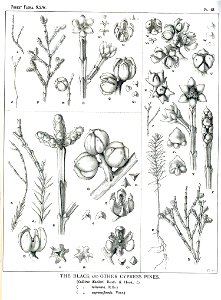 Forest Flora NSW Plate 48 Callitris