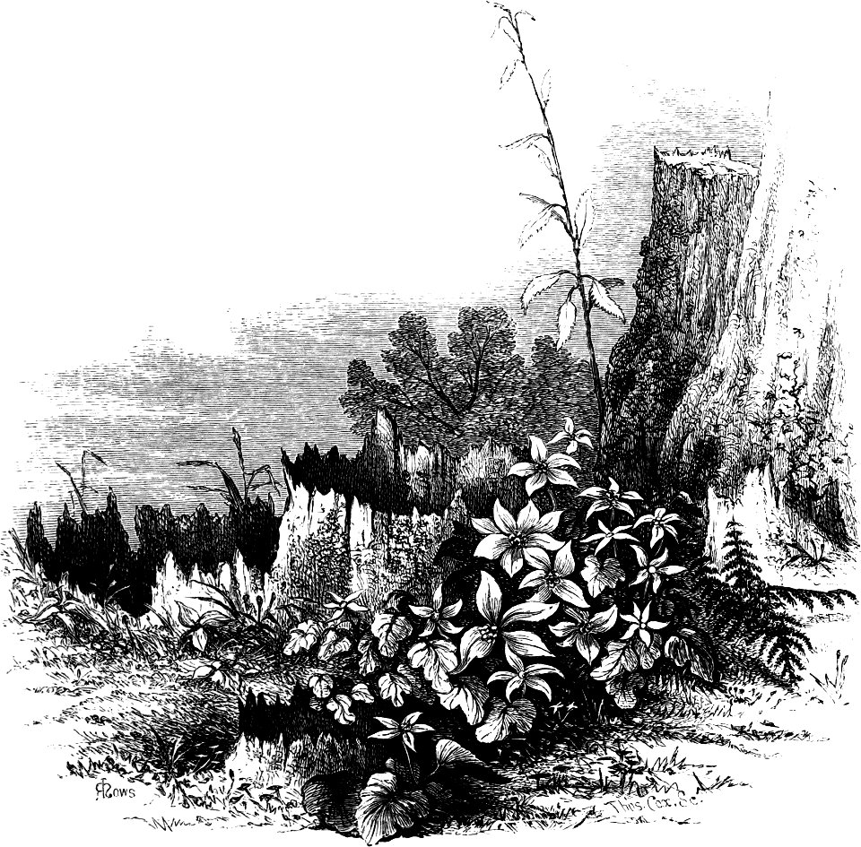 Forest Hymn pg 49b