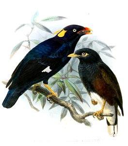 GraculaPtilogenysLegge
