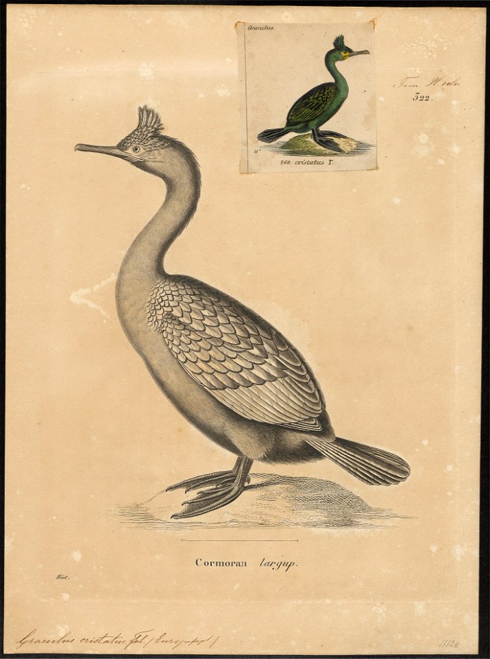 Graculus cristatus - 1700-1880 - Print - Iconographia Zoologica - Special Collections University of Amsterdam - UBA01 IZ18000095