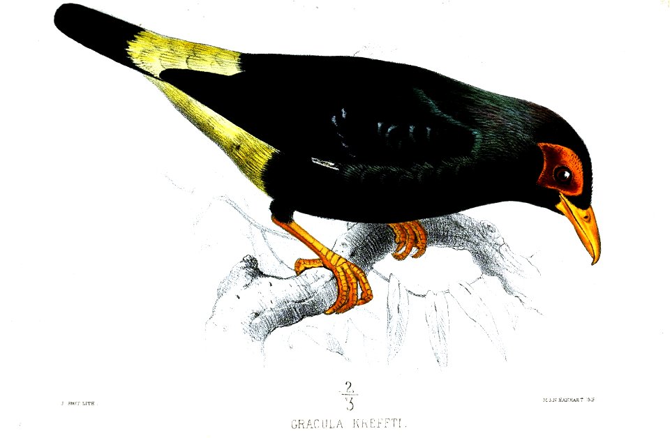 GraculaKrefftiSmit