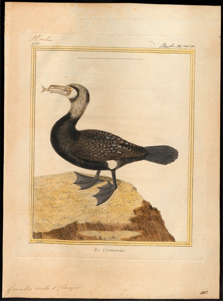 Graculus carbo - 1700-1880 - Print - Iconographia Zoologica - Special Collections University of Amsterdam - UBA01 IZ18000069