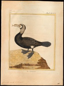 Graculus carbo - 1700-1880 - Print - Iconographia Zoologica - Special Collections University of Amsterdam - UBA01 IZ18000069