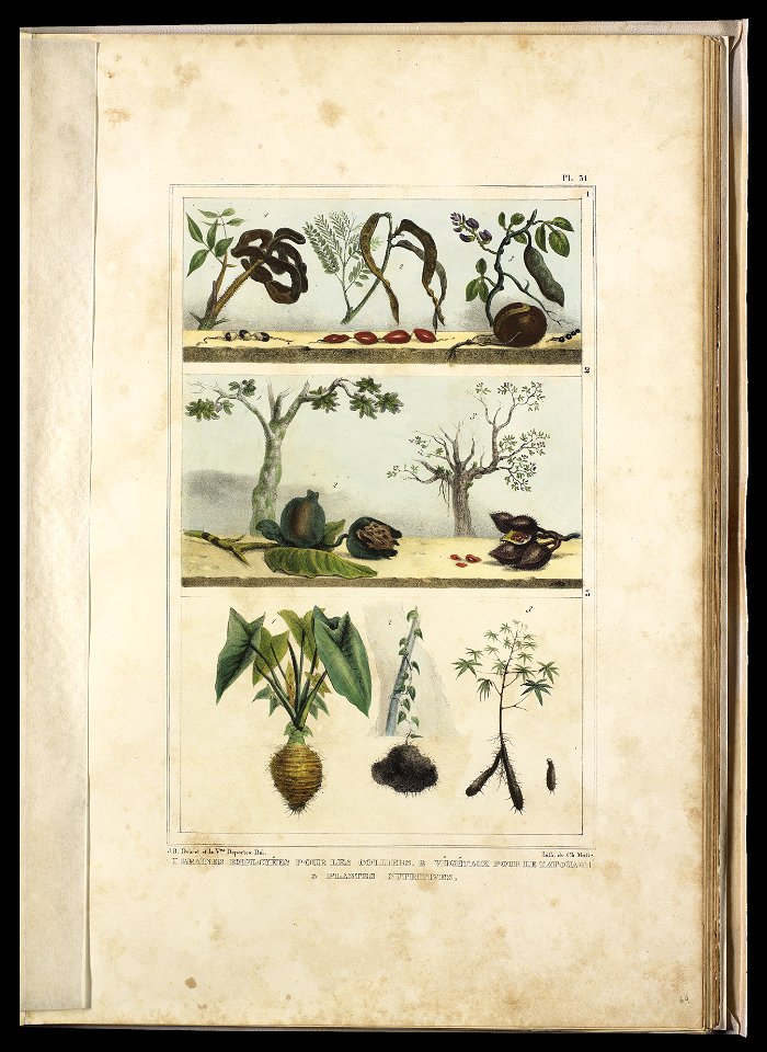 Graines employées pour les colliers (I) ; Végétaux pour le tatouage (2) ; Plantes nutritives (3) (2), da Coleção Brasiliana Iconográfica
