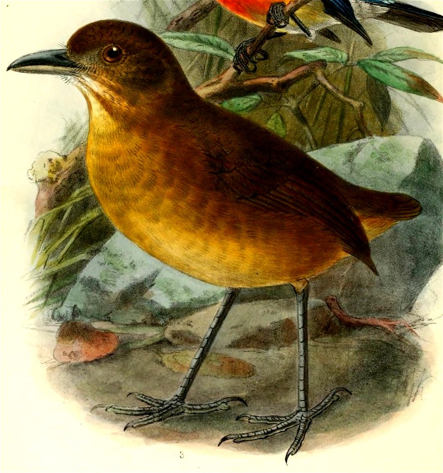 Grallaria haplonota parambae 1901