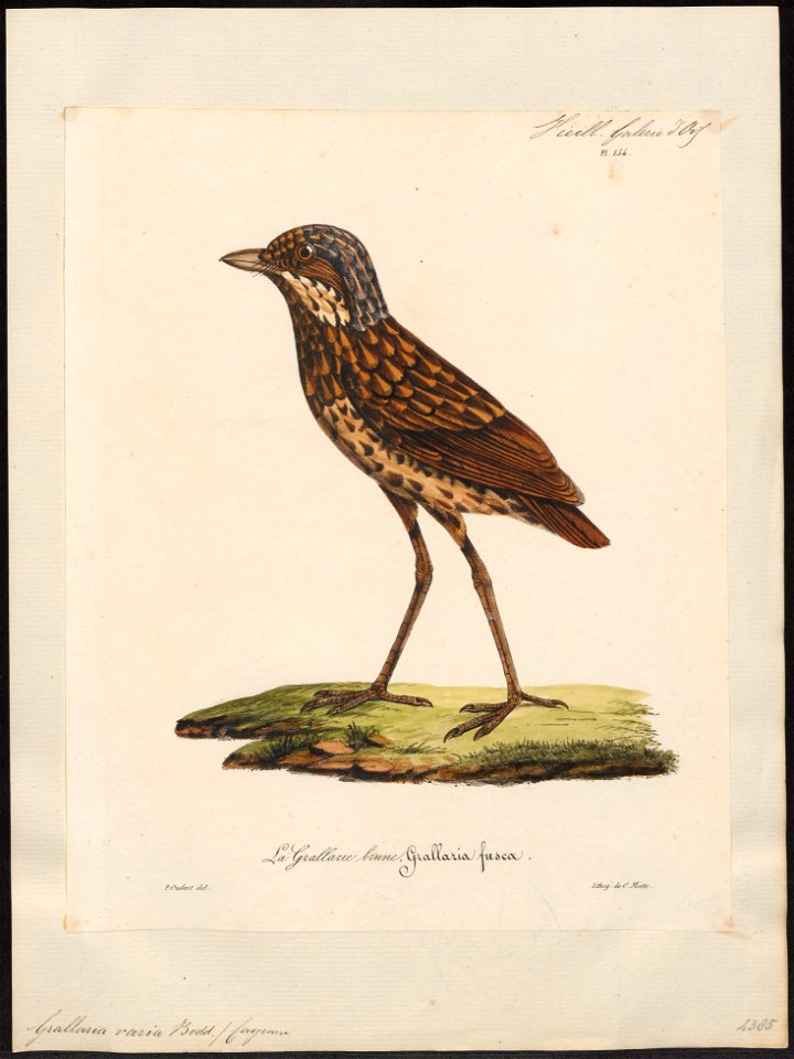 Grallaria varia - 1825-1834 - Print - Iconographia Zoologica - Special Collections University of Amsterdam - UBA01 IZ16400301