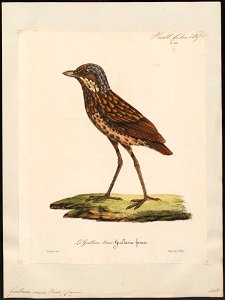 Grallaria varia - 1825-1834 - Print - Iconographia Zoologica - Special Collections University of Amsterdam - UBA01 IZ16400301