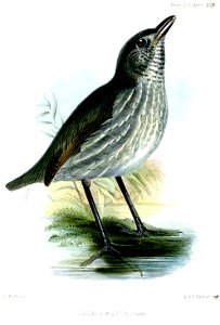 GrallariaModestaWolf