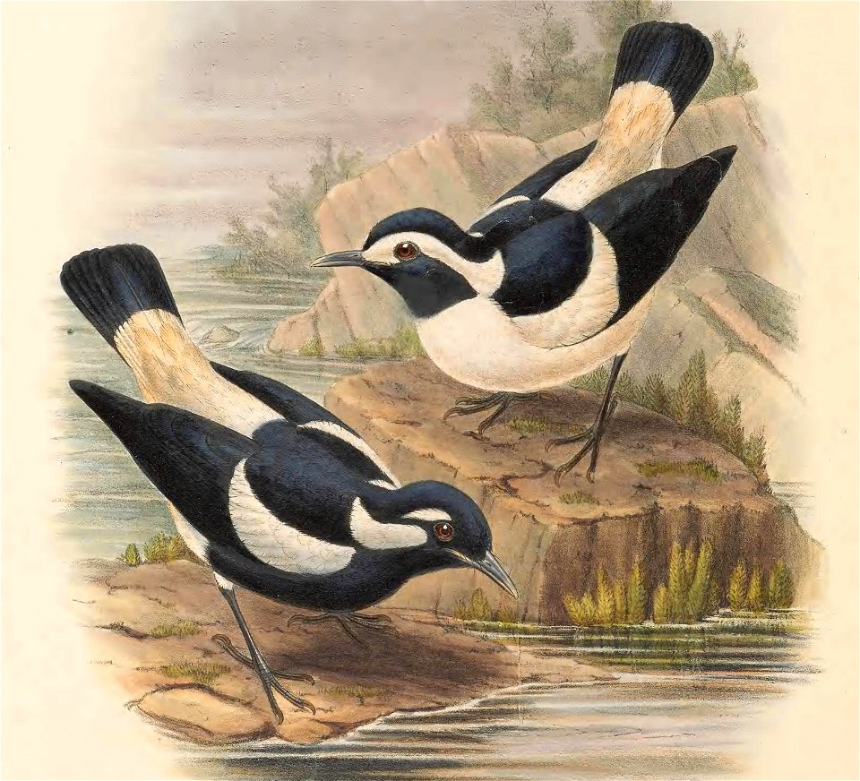 Grallina bruijni - The Birds of New Guinea (cropped2)