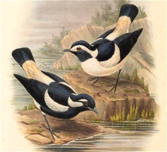 Grallina bruijni - The Birds of New Guinea (cropped2)