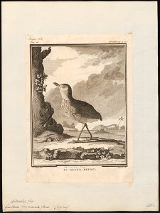 Grallaria brevicauda - 1700-1880 - Print - Iconographia Zoologica - Special Collections University of Amsterdam - UBA01 IZ16400307