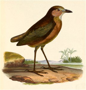 Grallaria quitensis 1849