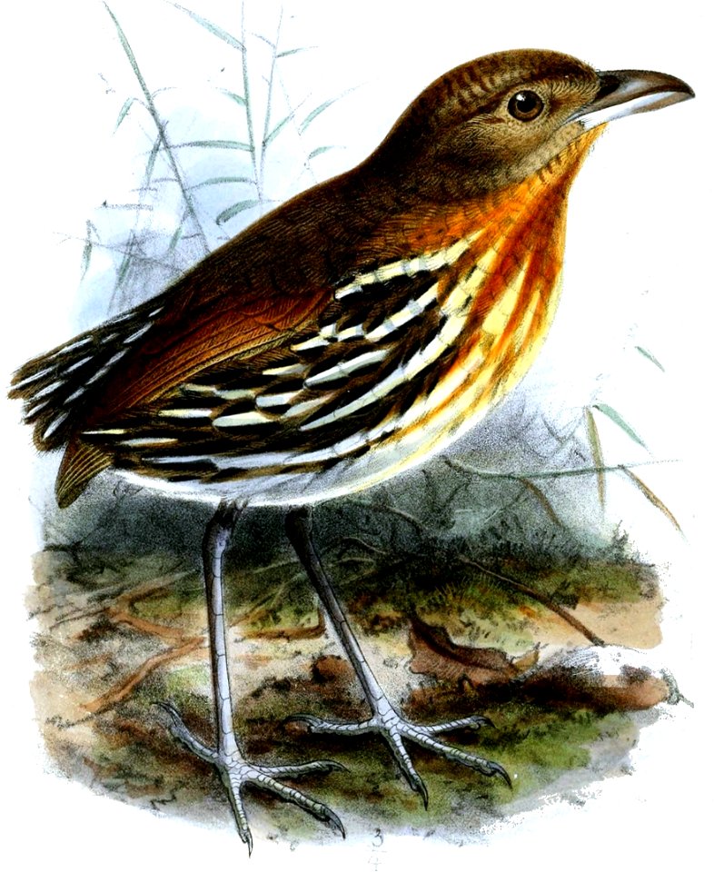 GrallariaDignissimaKeulemans (cropped)