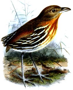 GrallariaDignissimaKeulemans (cropped)