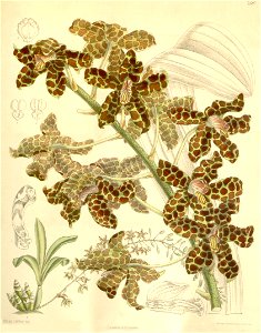 Grammatophyllum rumphianum