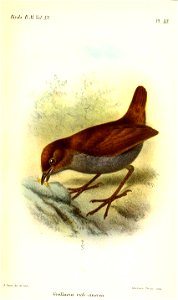 GrallariaRufocinereaSmit