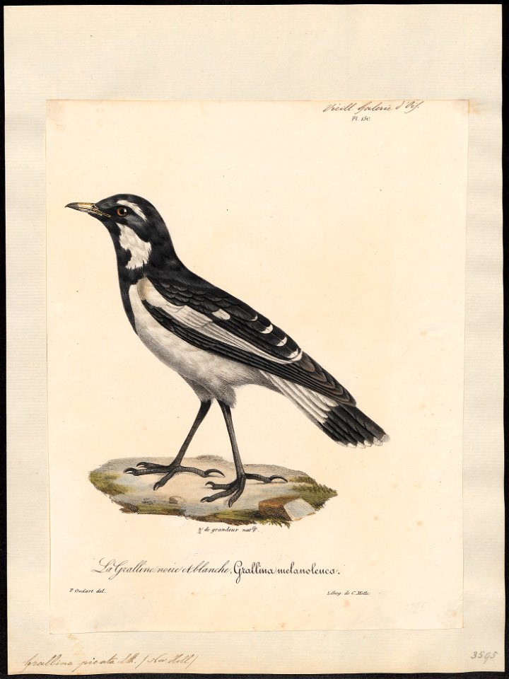 Grallina picata - 1825-1834 - Print - Iconographia Zoologica - Special Collections University of Amsterdam - UBA01 IZ16300127