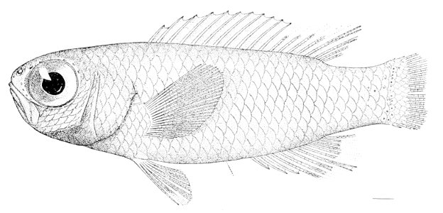 Grammatonotus laysanus