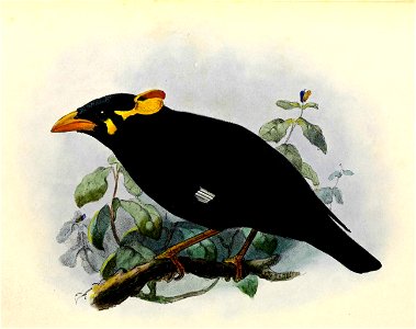 Gracula religiosa 1876