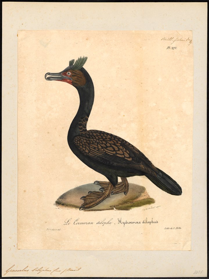Graculus bilophus - 1825-1834 - Print - Iconographia Zoologica - Special Collections University of Amsterdam - UBA01 IZ18000111