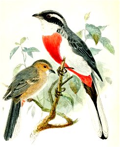 Granatellus venustus 1874