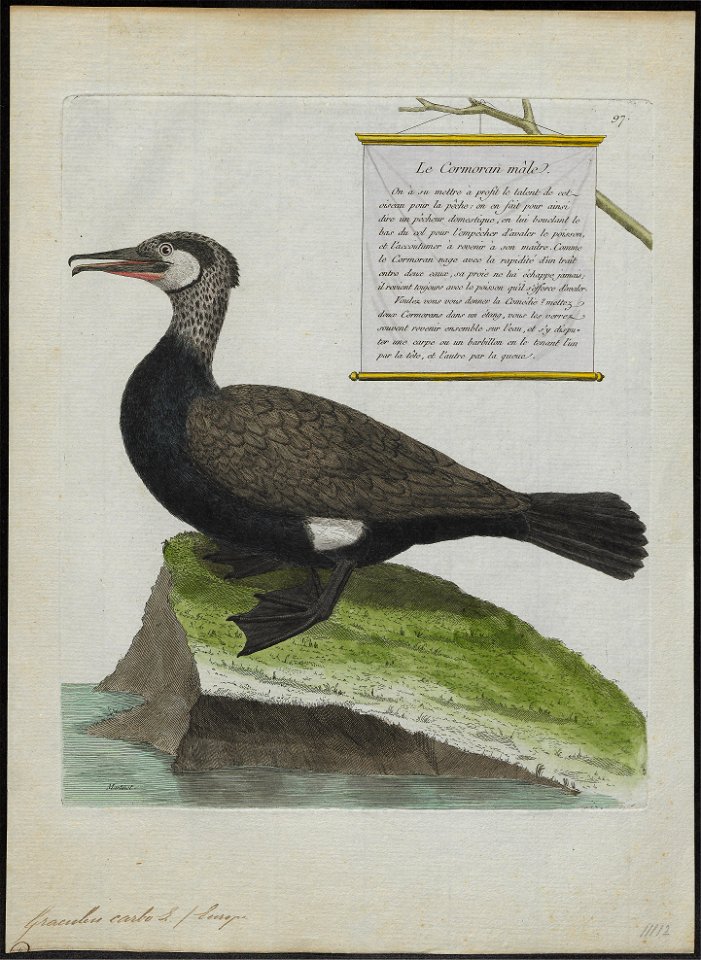 Graculus carbo - 1790-1796 - Print - Iconographia Zoologica - Special Collections University of Amsterdam - UBA01 IZ18000071