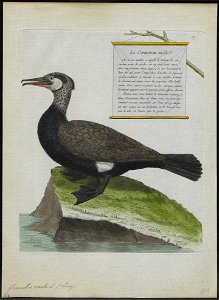 Graculus carbo - 1790-1796 - Print - Iconographia Zoologica - Special Collections University of Amsterdam - UBA01 IZ18000071