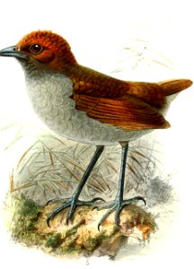Grallaria nuchalis ruficeps 1877