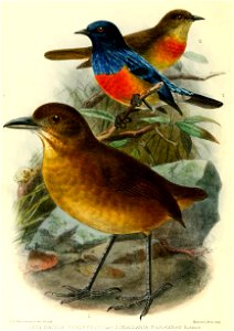 Grallaria-DacnisKeulemans