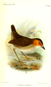 GrallariaErythrotisSmit