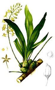 Grammatophyllum scriptum Blanco2.276-cropped