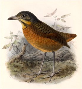 Grallaria guatimalensis princeps 1902