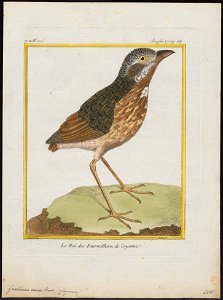 Grallaria varia - 1700-1880 - Print - Iconographia Zoologica - Special Collections University of Amsterdam - UBA01 IZ16400299