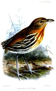 GrallariaDignissimaKeulemans