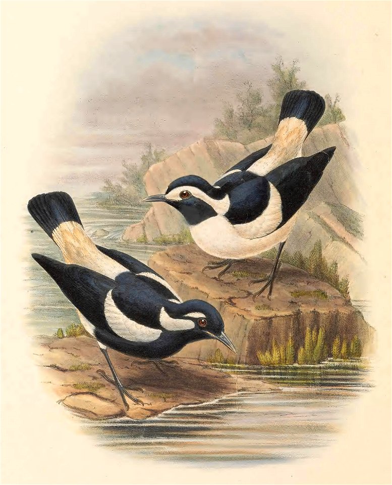 Grallina bruijni - The Birds of New Guinea (cropped)