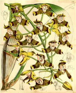 Grammangis ellisii (as Grammatophyllum ellisii) - Curtis' 86 (Ser. 3 no. 16) pl. 5179 (1860)