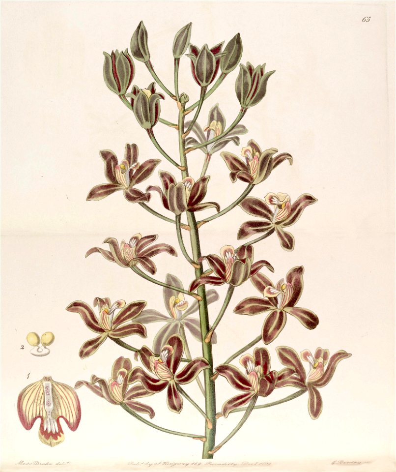 Grammatophyllum multiflorum - Edwards vol 25 (NS 2) pl 65 (1839)