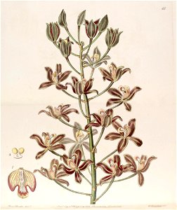 Grammatophyllum multiflorum - Edwards vol 25 (NS 2) pl 65 (1839)