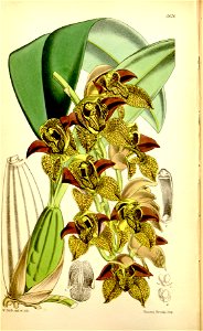 Grammatophyllum stapeliiflorum (as Cymbidium huttonii) - Curtis' 93 (Ser. 3 no. 23) pl. 5676 (1867)