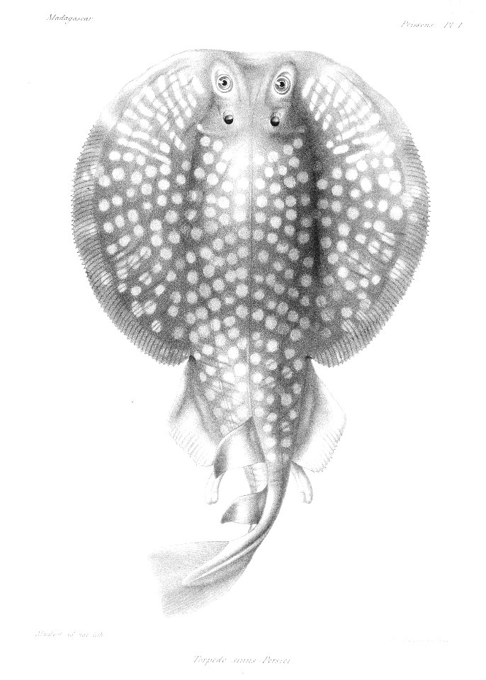 GrandidierMadagascarFishes 0009
