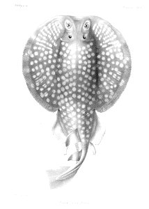 GrandidierMadagascarFishes 0009