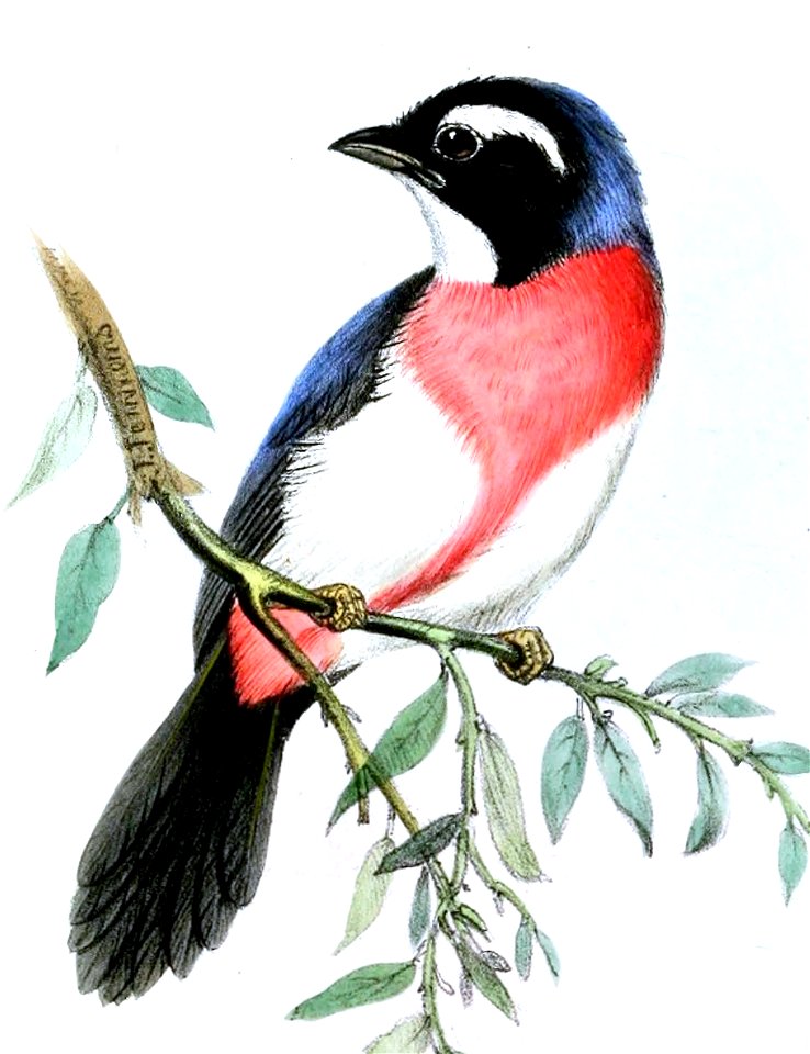 Granatellus pelzelni Jennens
