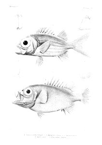 GrandidierMadagascarFishes 0017