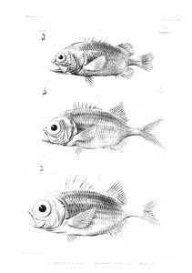 GrandidierMadagascarFishes 0013