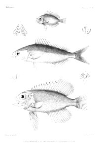 GrandidierMadagascarFishes 0041