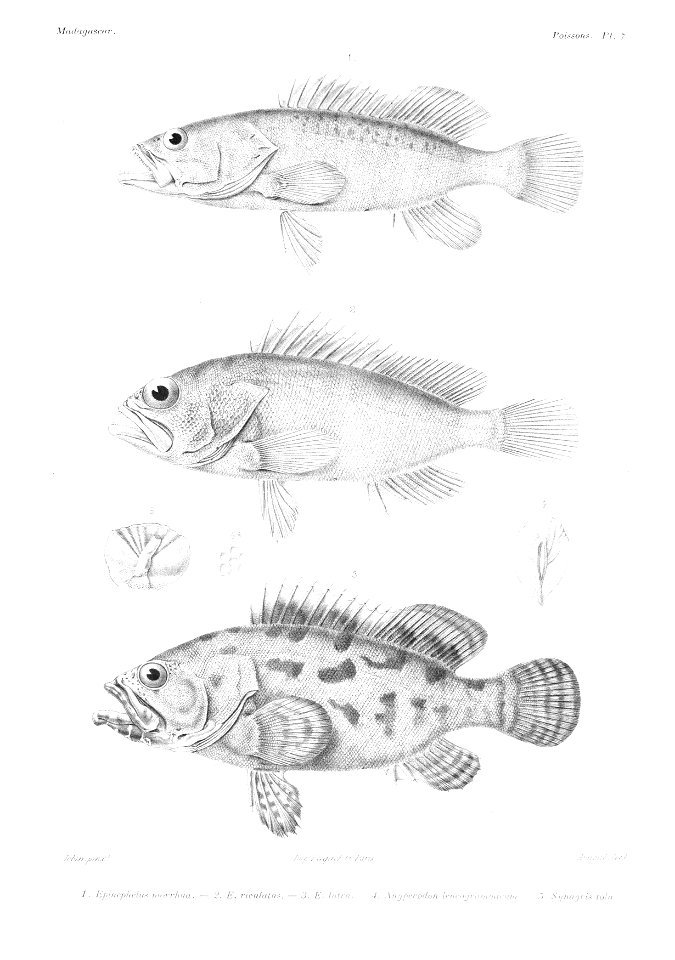 GrandidierMadagascarFishes 0021