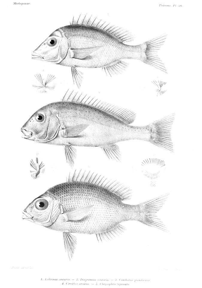 GrandidierMadagascarFishes 0049