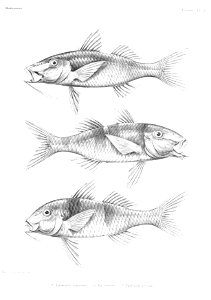 GrandidierMadagascarFishes 0065
