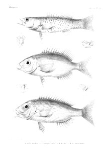 GrandidierMadagascarFishes 0053
